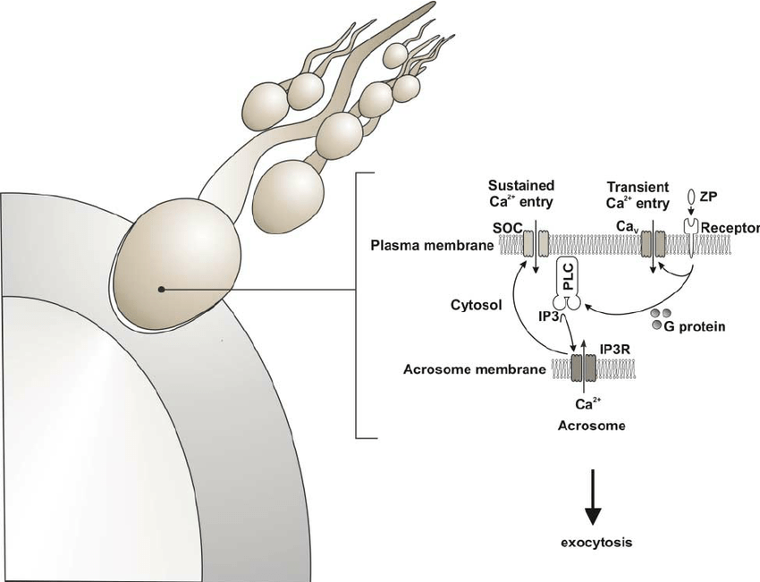 原创露脊鲸为何有1000斤的蛋蛋比蓝鲸重20倍都是一夫多妻闹的