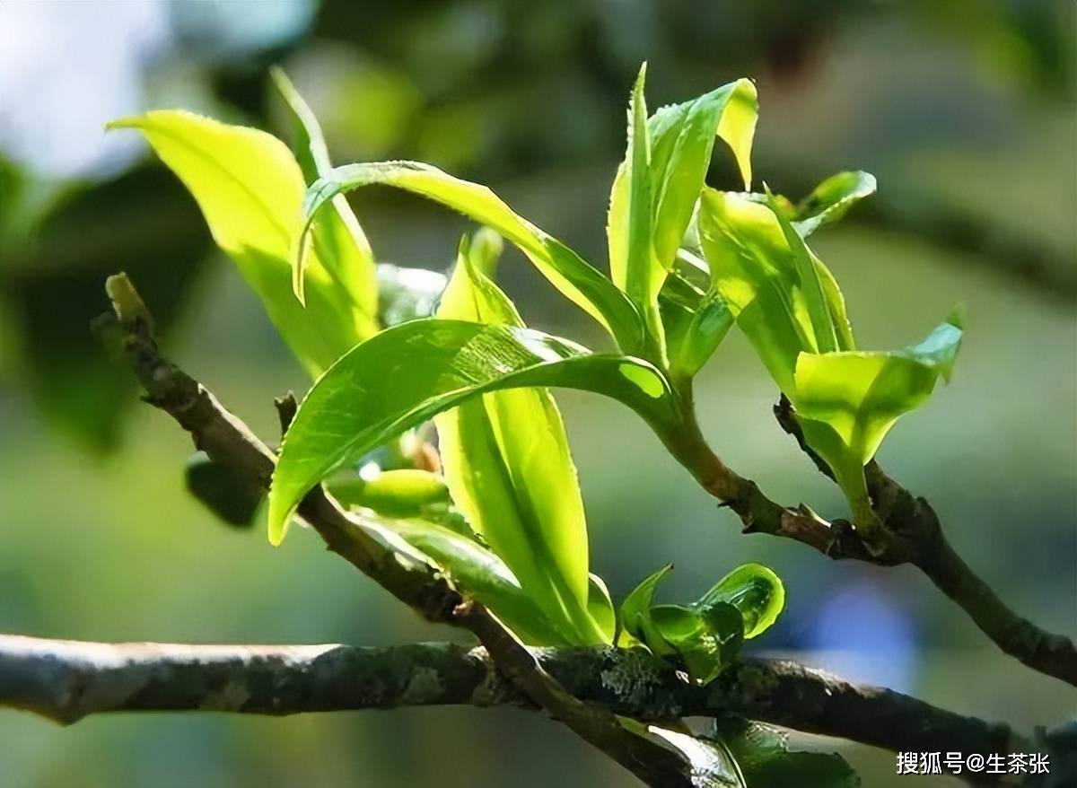 普洱茶_古树茶_原生态