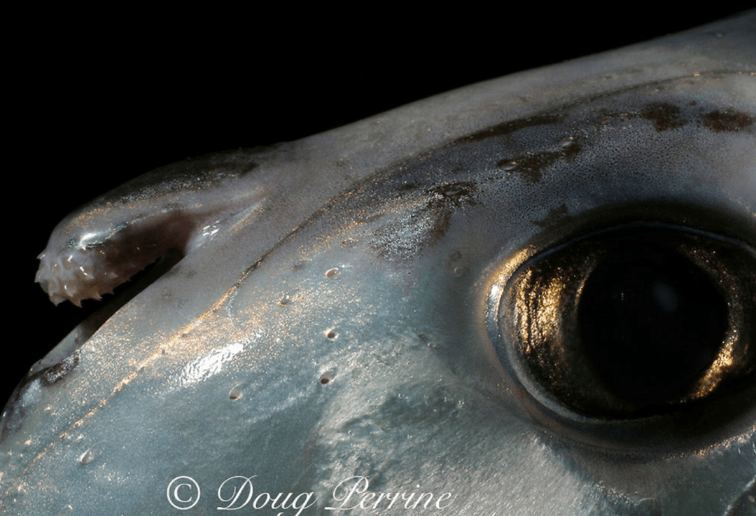 物种造型奇特的长鼻怪鱼米氏叶吻银鲛