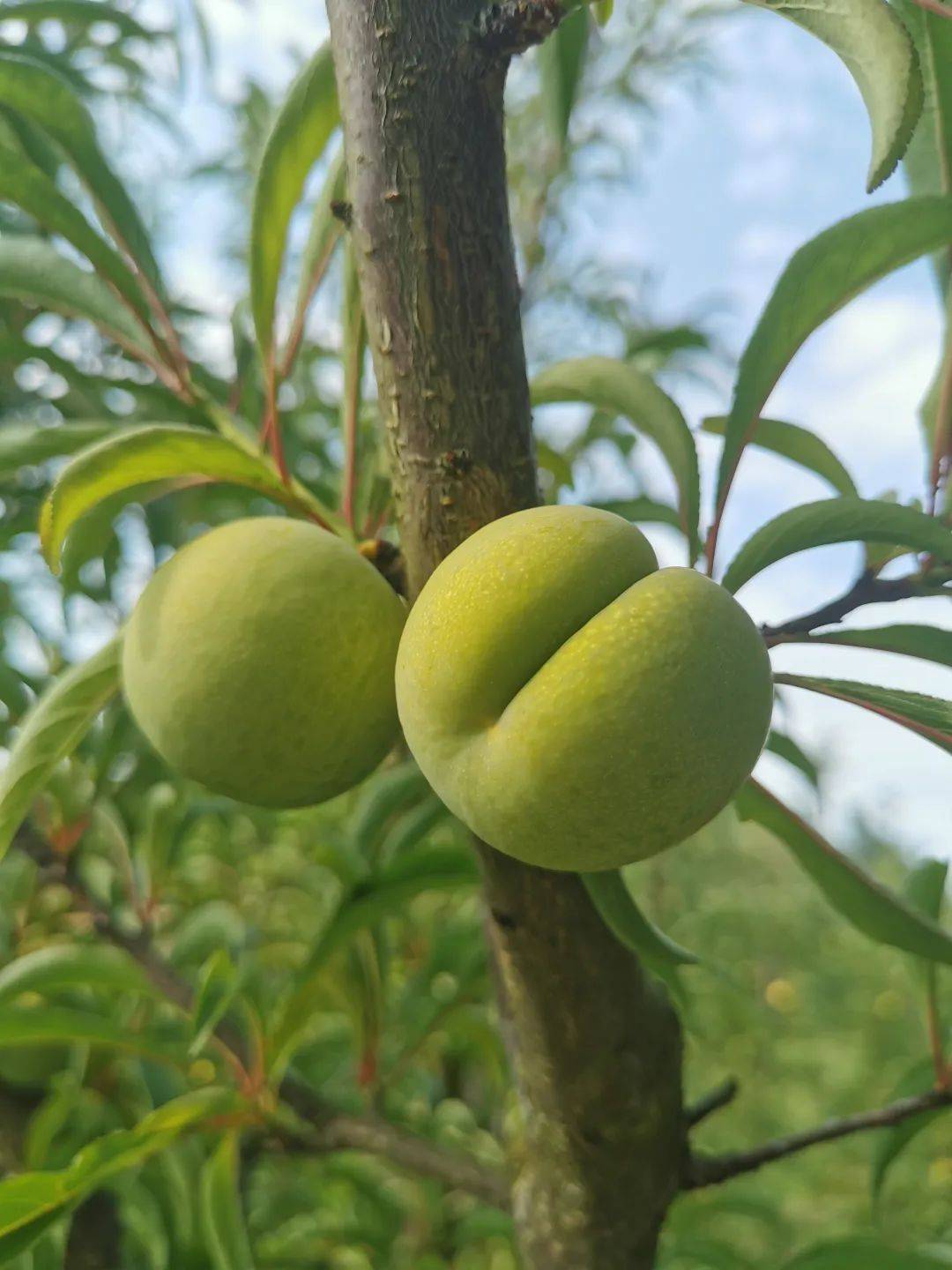 镇宁蜂糖李果形大缝合线非常明显果皮浅黄绿色果肉淡