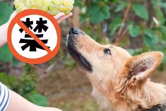 这些 毒水果 会让你痛失爱犬 前两类太常见了 狗狗 主人 果核