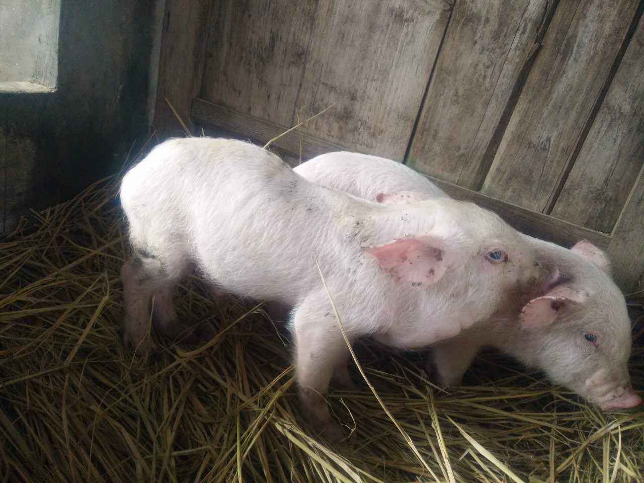 原创小猪眼睛水肿怎么治疗小猪眼肿了怎么快速消肿本文有好方法