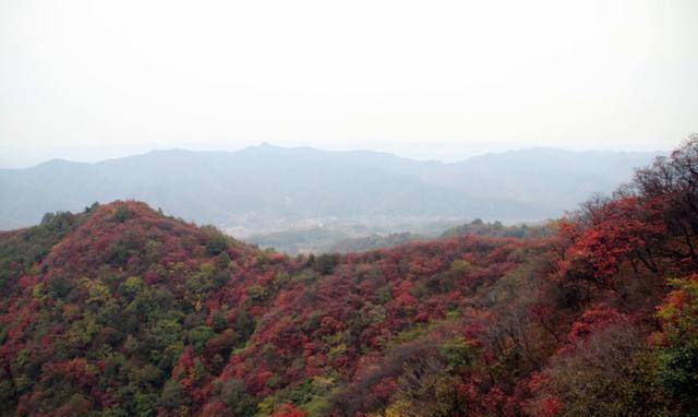 十一去哪玩？嵩县德亭红叶山！红叶面积大，还不收门票