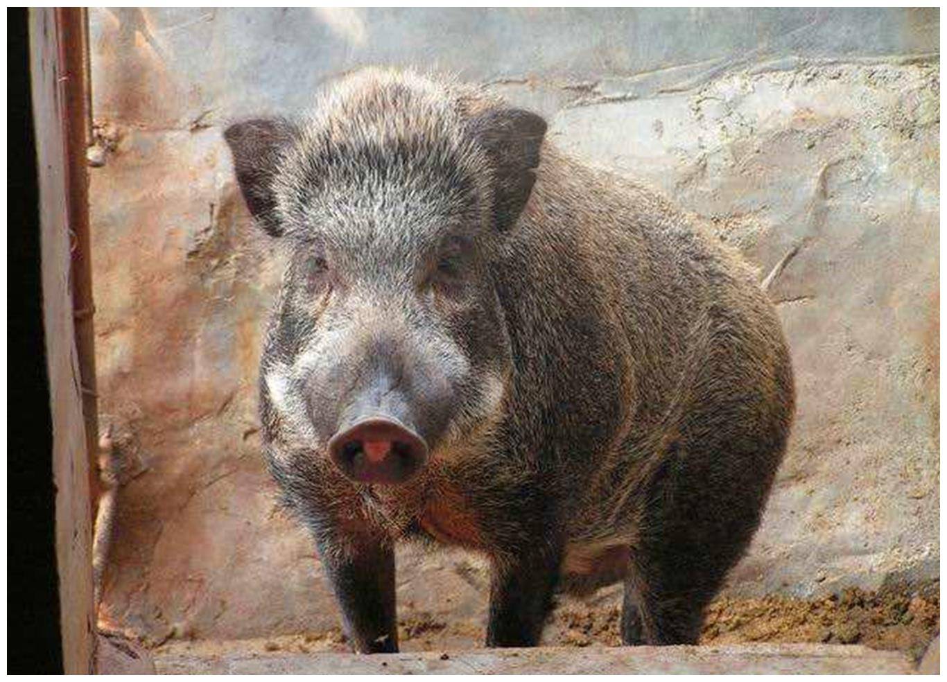 日本福岛核泄露11年后：变异动物满街跑，野猪泛滥疯长400斤 - 知乎