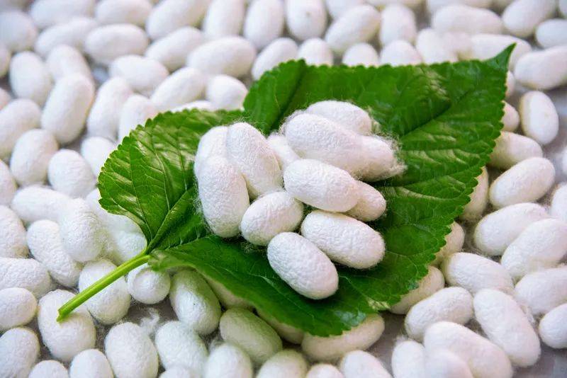 河池市成立桑蚕茧丝绸工匠学校