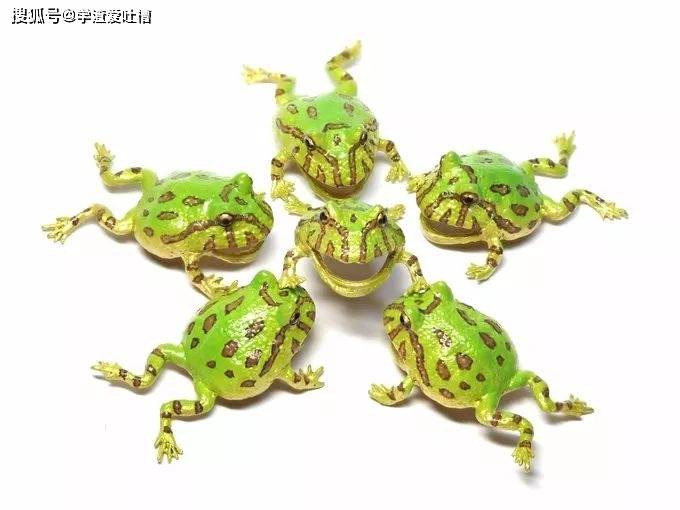 …大晚上看见我可能会失声尖叫!真是太可怕了!!!!08青、青蛙耳环?现在的时尚真是越来越看不懂了…0