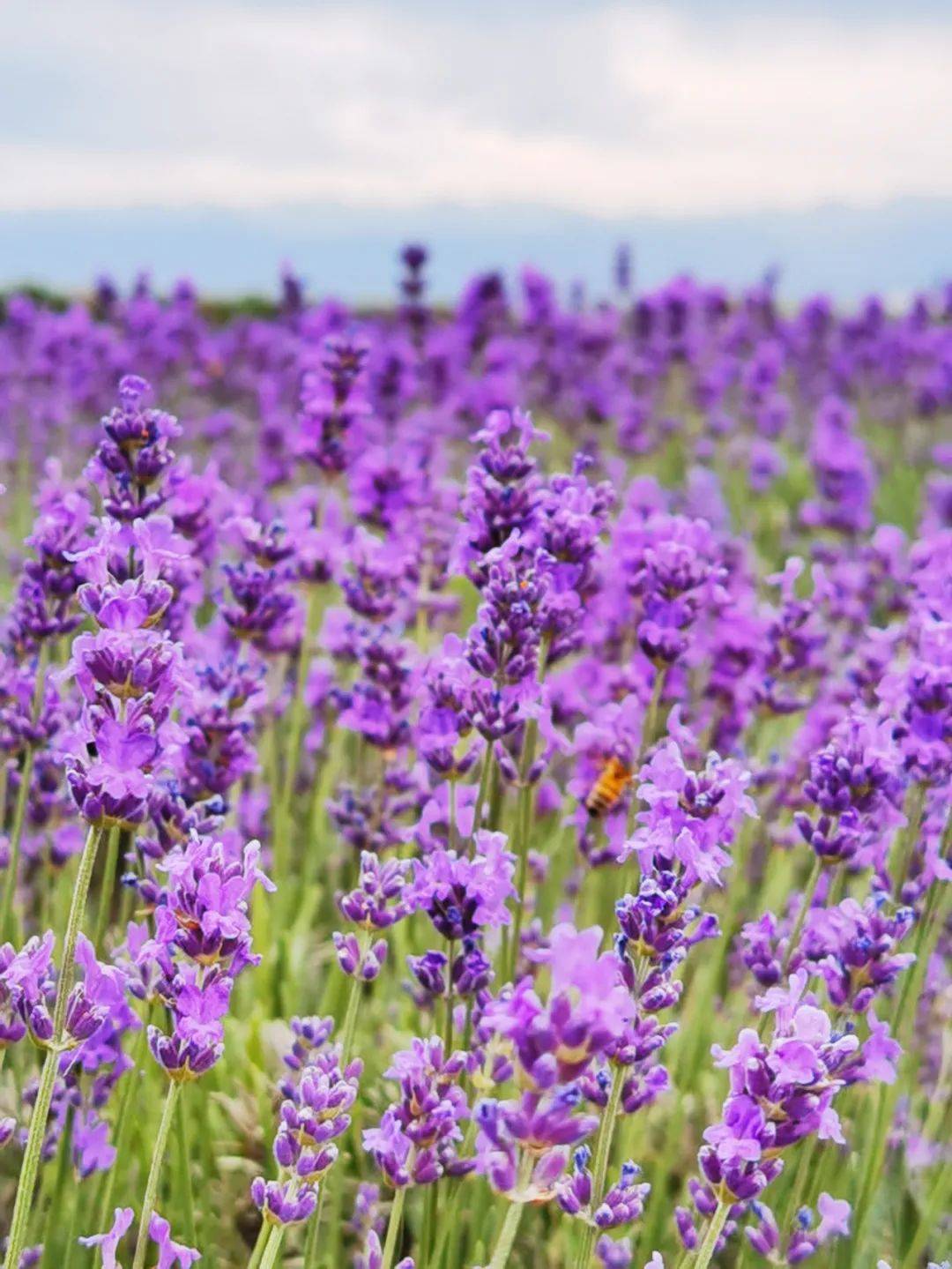 6月的伊犁河谷,薰衣草的花开了_花海_紫色_吐芳
