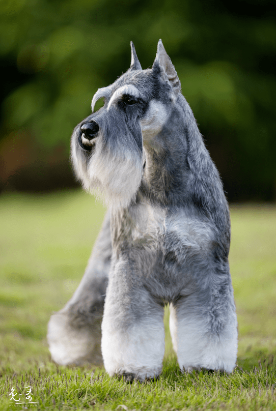 赛场上的冠军犬cku2021年度积分榜top10出炉