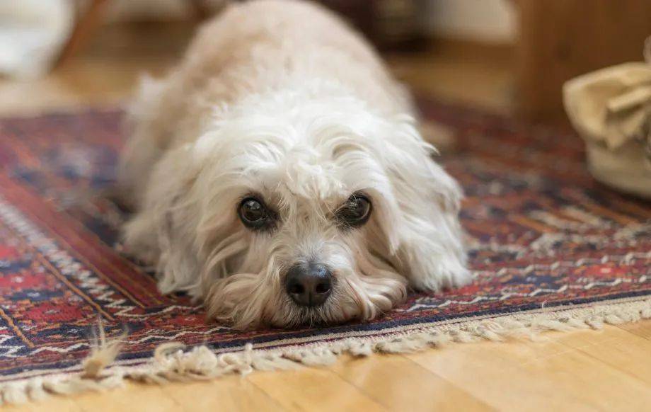 百科丹迪丁蒙梗低调到快要灭绝的可爱小绅士