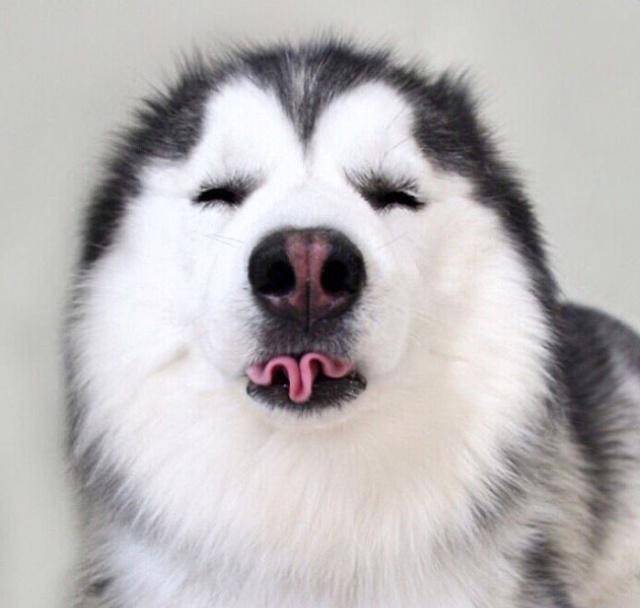 哈士奇_果妈_表情