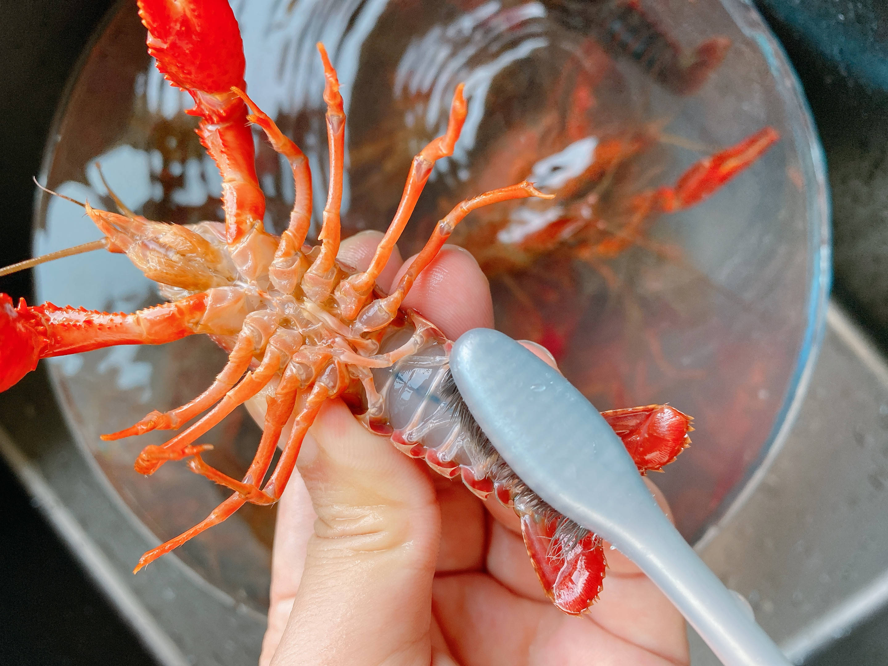 家庭版香辣小龙虾,肉质q弹香辣过瘾,附上小龙虾清洗的最全教程_处理