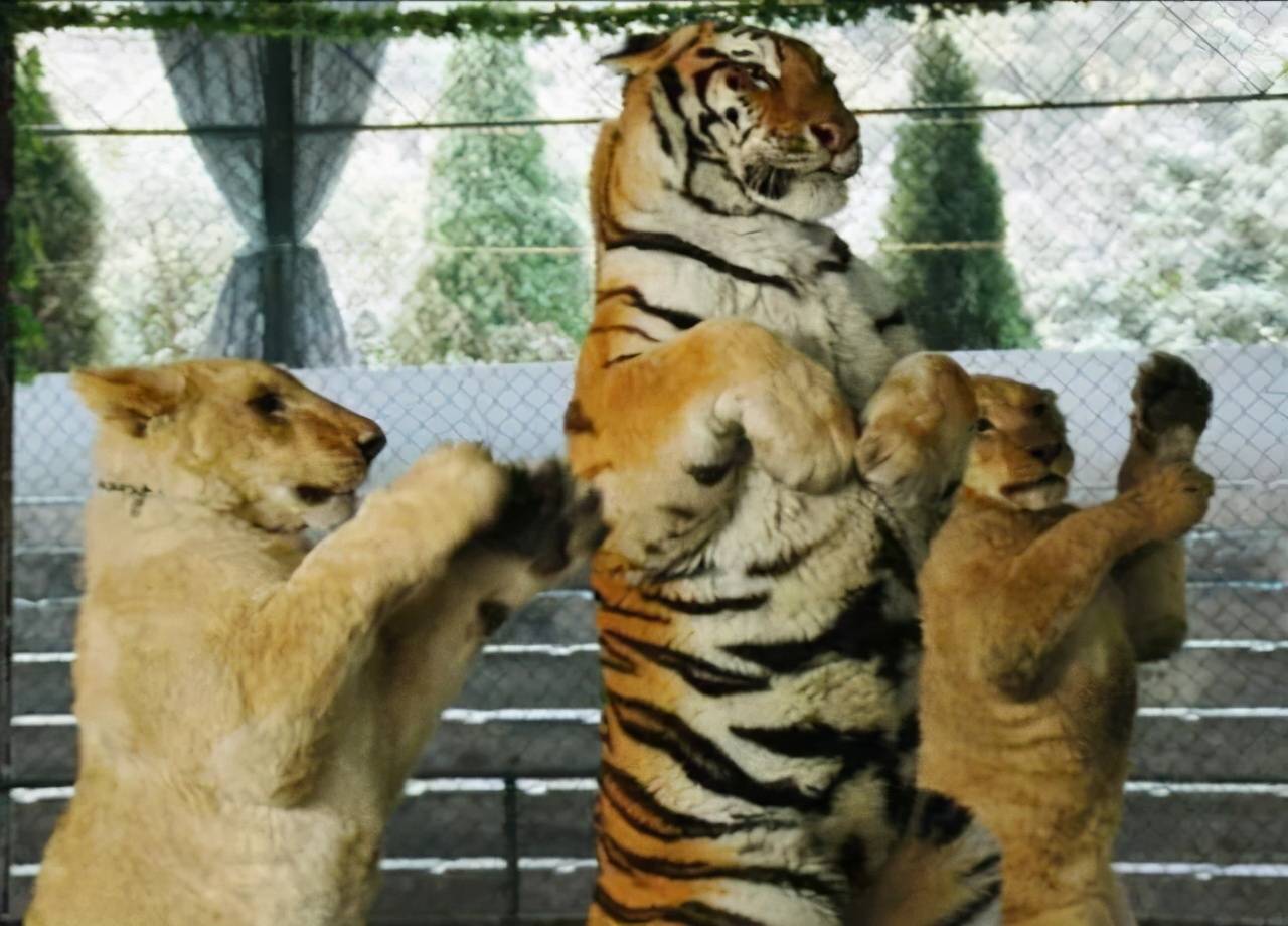 大型猫科动物单挑总决赛，狮子放大招，老虎被咬了好几块肉_哔哩哔哩_bilibili