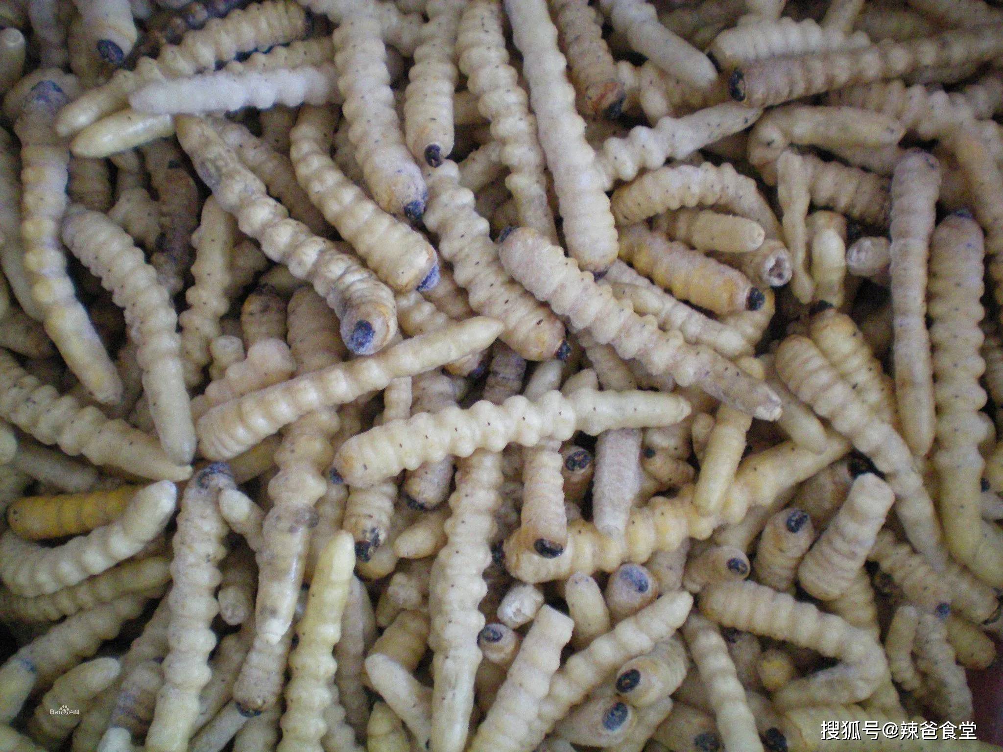 炸虫，泰国著名街头食品 库存图片. 图片 包括有 嘎吱咬嚼, 聚会所, 深深, 轰隆的, 油煎, 的百威 - 197838823