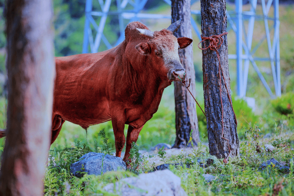 原创这才是牛人凉山一村民10万买一头牛300万建四川第一个斗牛场