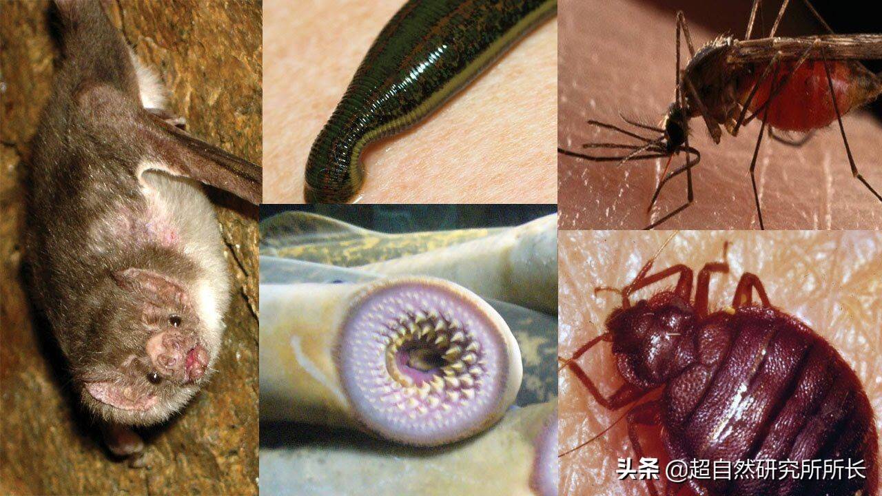 世界十大吸血生物 你不知道的动物真面目 蝙蝠 蚊子 蝴蝶