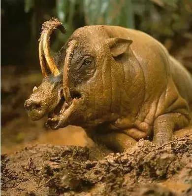 世界上最奇怪的8個動物,形似外星生物,神秘而古老_馬島_生活_美西