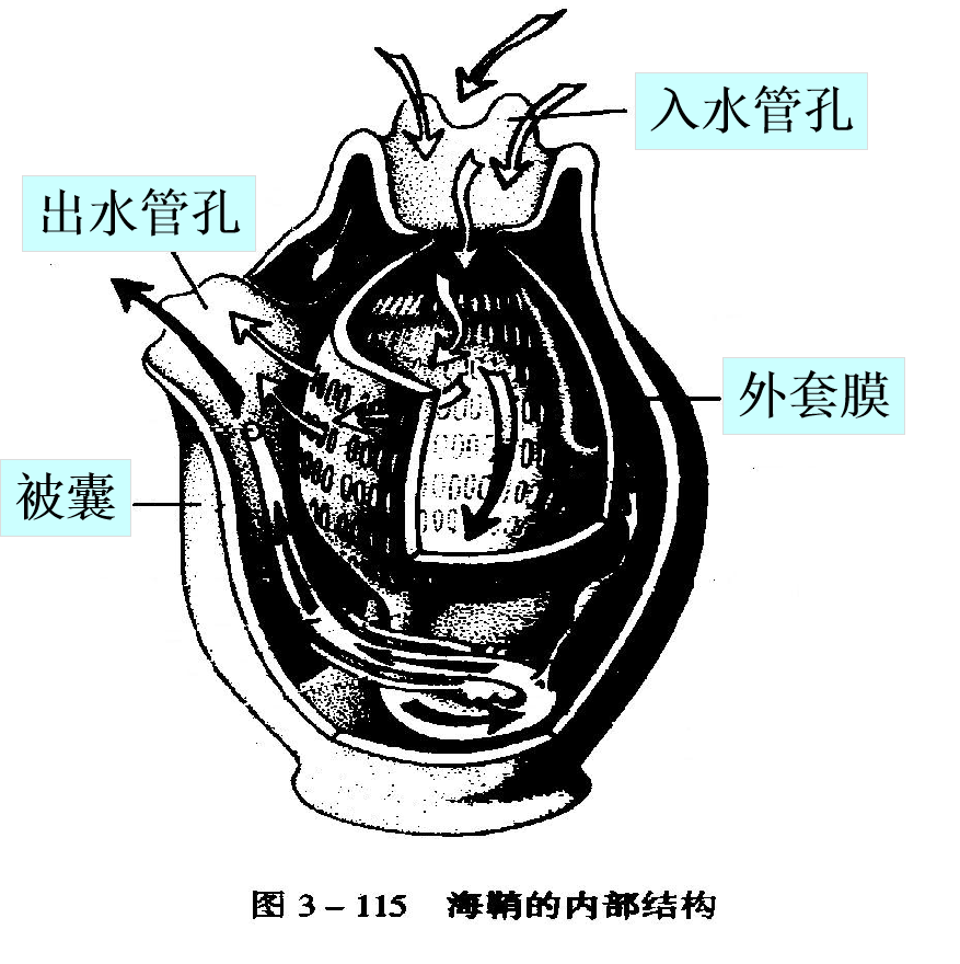 不白之冤终得昭雪 孩子不会说谎 真相最终靠该动物的幼体说话 海鞘 尾索 生活