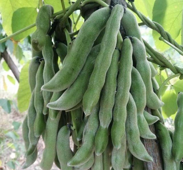 原创广西的狗儿豆你们听说过吗比肉还好吃太废饭了