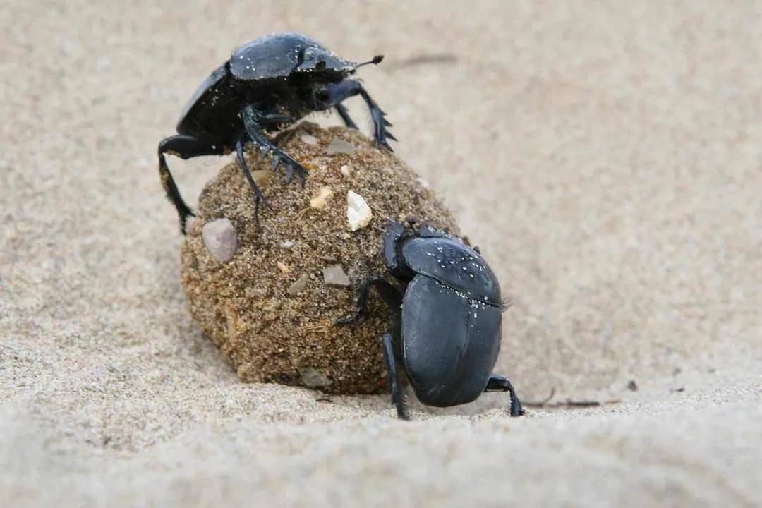 中国常见动植物(动物篇五)_幼虫_害虫_虱子