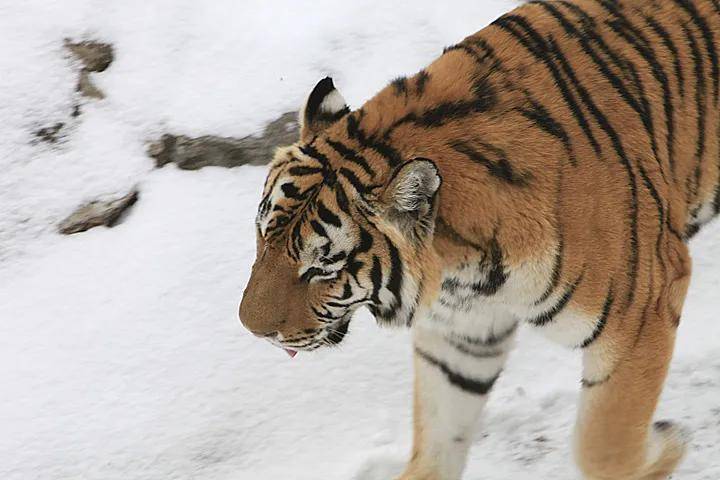 原創完達山一號之後東北虎再次進村最近野生動物為何頻繁出沒