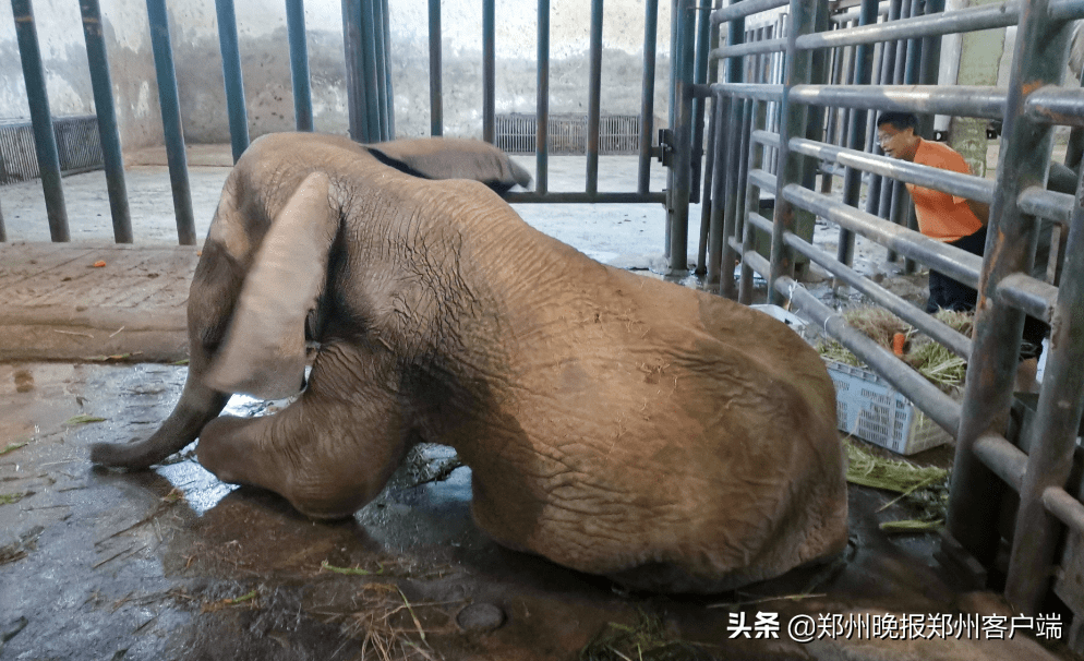 郑州市动物园非洲象非非病了正全力救治中