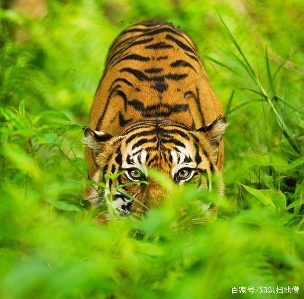 人遇野生动物如何求存?_人类_老虎_袭击