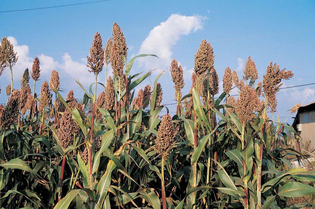 山西老陈醋,每一滴都有历史的味道 | 餐桌地理③_梁汾_酿造_大曲