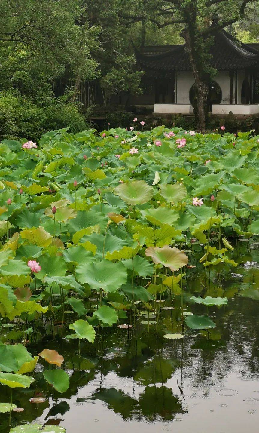 啦原来园林里的荷花陆续开放这几日庭院深深,古池悠悠苏州园林的夏天