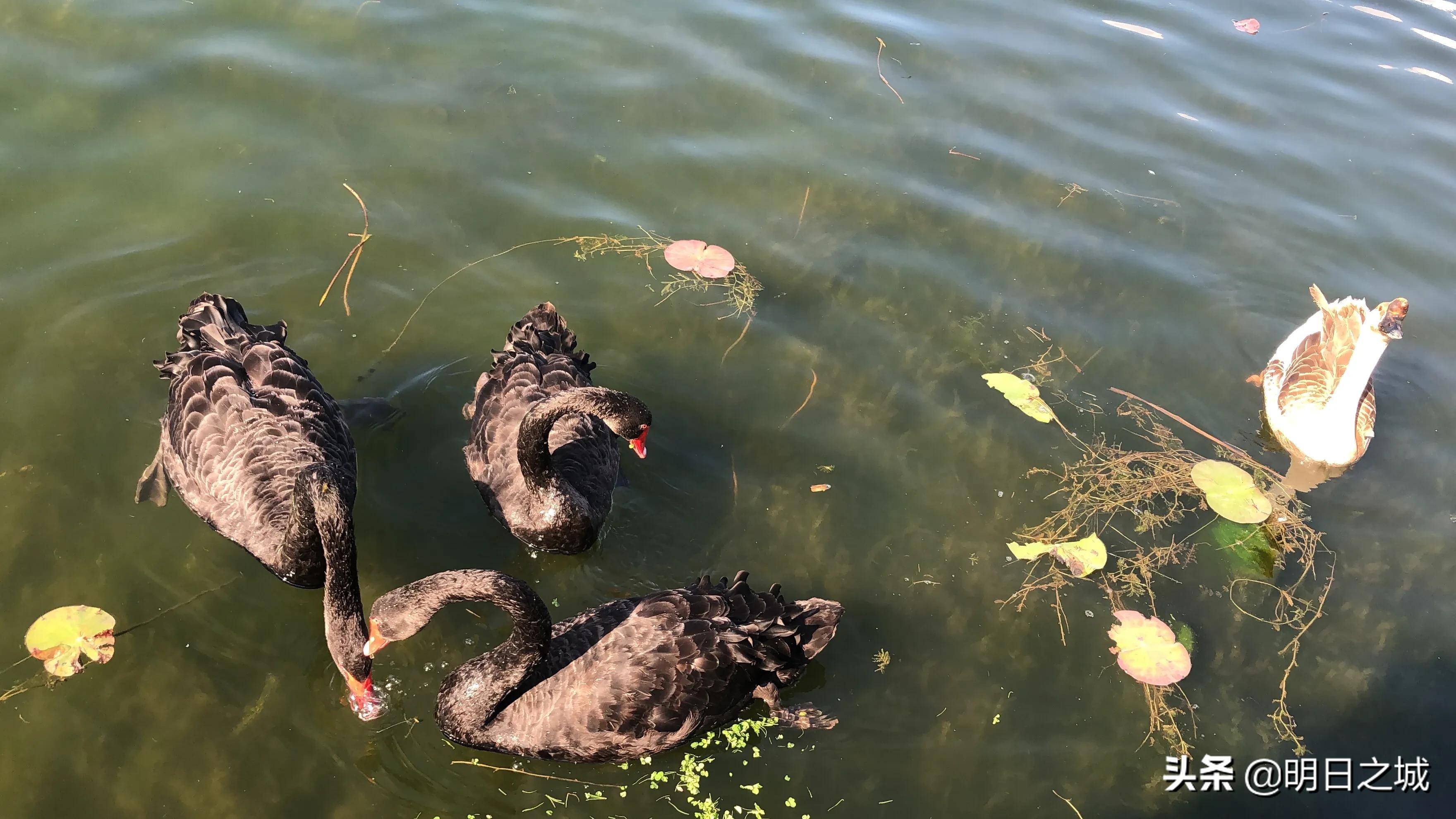 原创长春这个公园黑天鹅在湖中嬉戏交颈缠绵画面太美