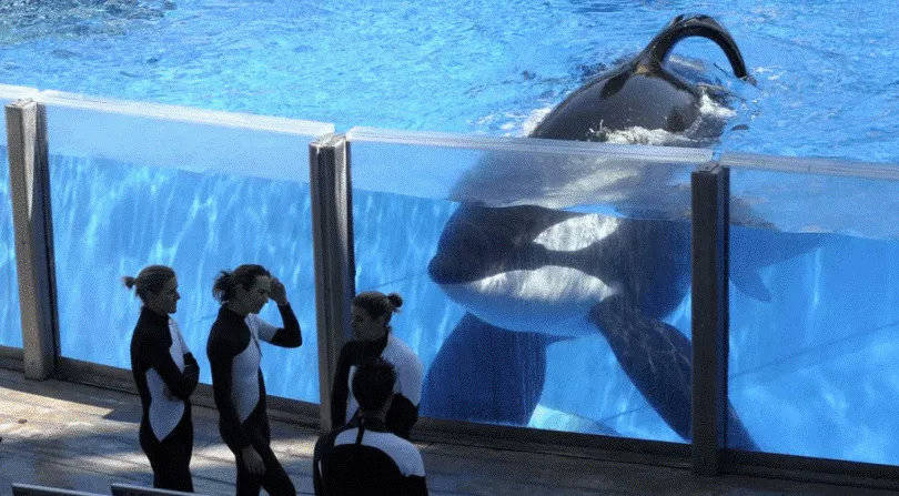 原创纪录片黑鲸对保护鲸豚动物具有深远影响