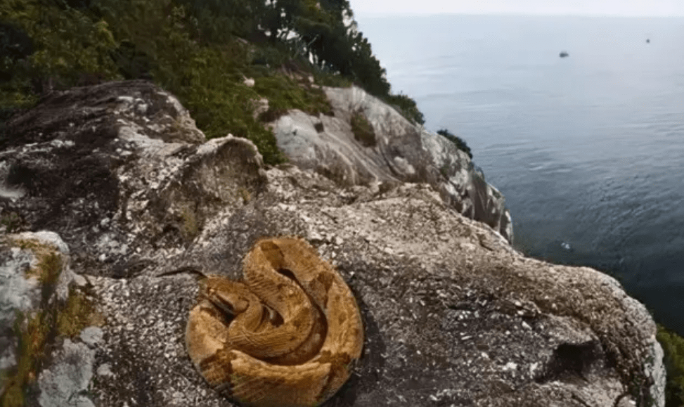 原创堪称人类禁地巴西蛇岛每平米1条蛇岛上毒蛇比陆地近亲毒5倍