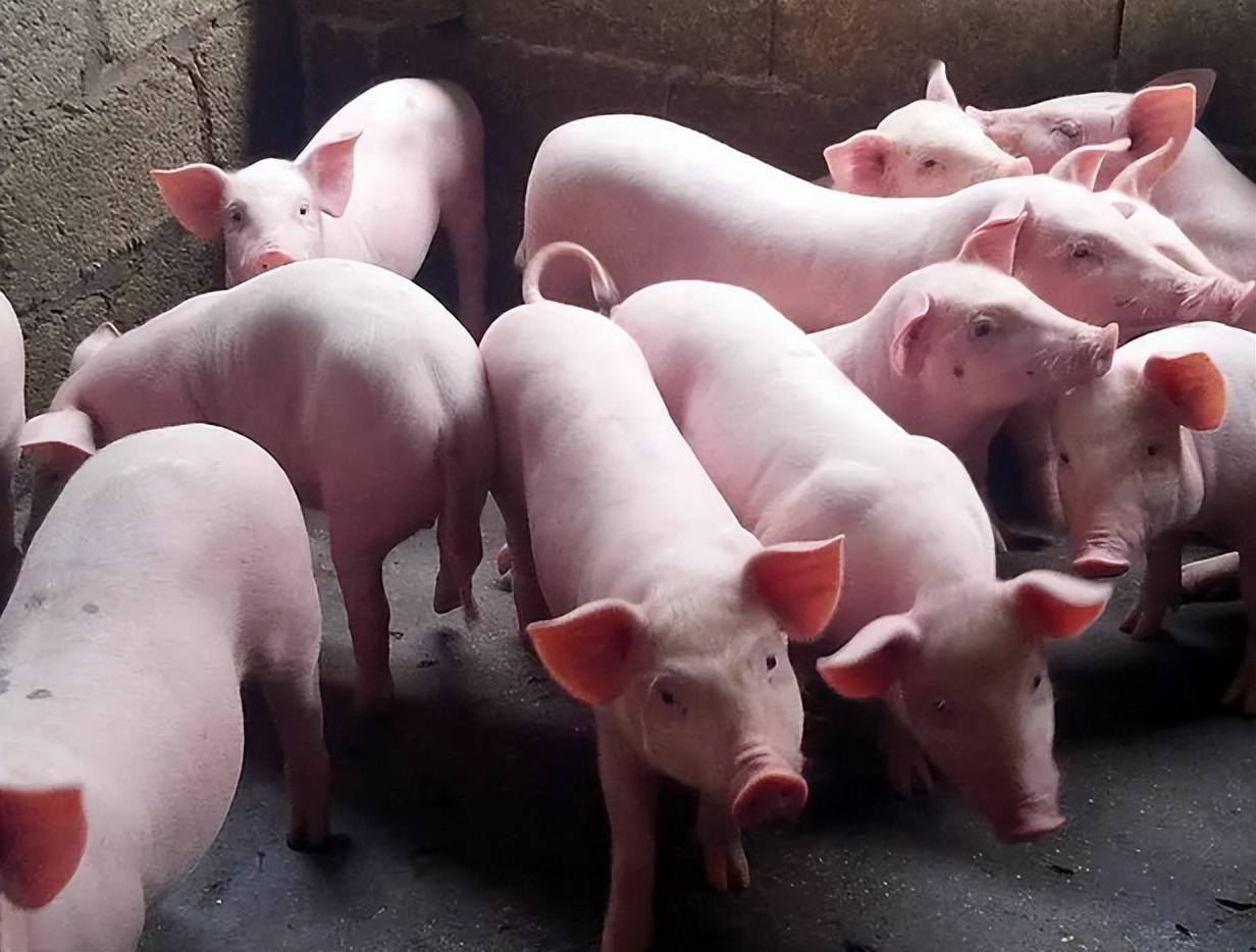 猪拉稀一直不好怎么办?完整方案在这里_治疗_养殖户_问题