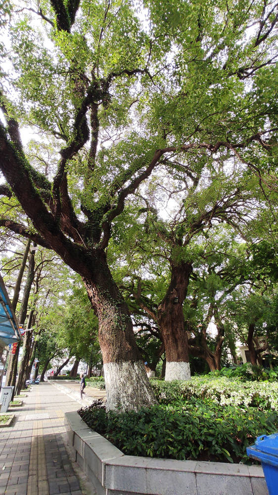 百年荔枝园樟树园北海市中心这两个地方竟生长这么多古树