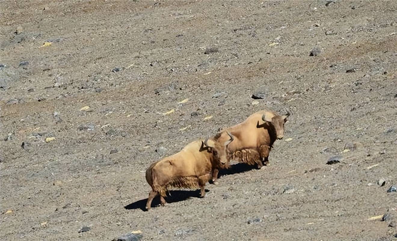 原創羌塘出現神秘動物藏在無人區深處全球不到200頭不怕雪豹卻怕狼群