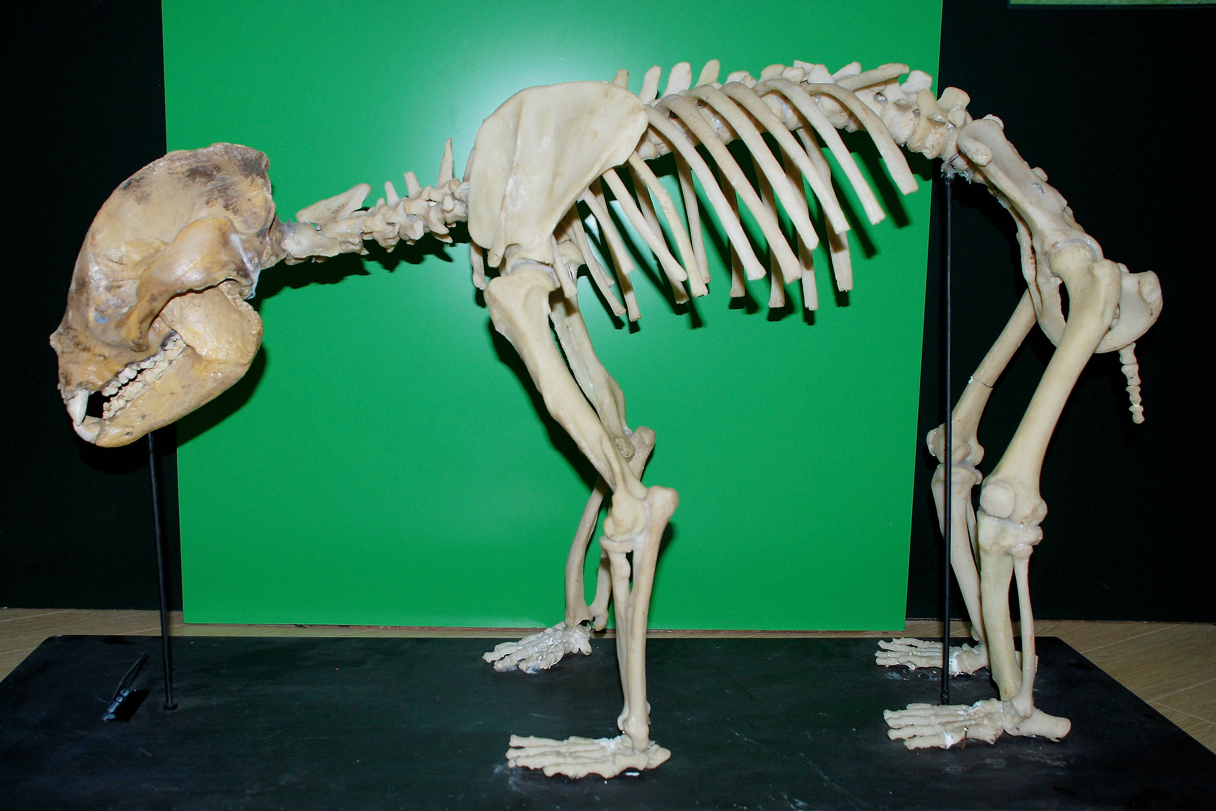 野生大熊猫"降级"!百年前 它的小伙伴或曾在重庆出没