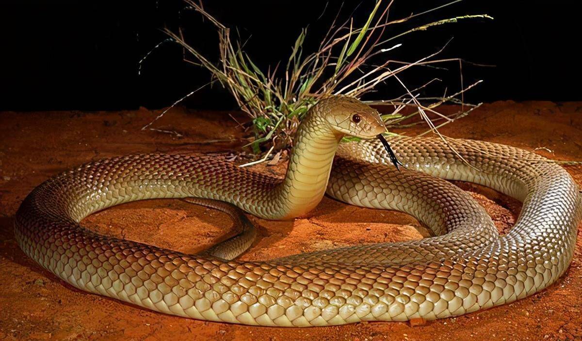 食蛇性"最强的毒蛇:吃蛇就像吃"辣条",一条吃完又一条_眼镜_王锦_毒性