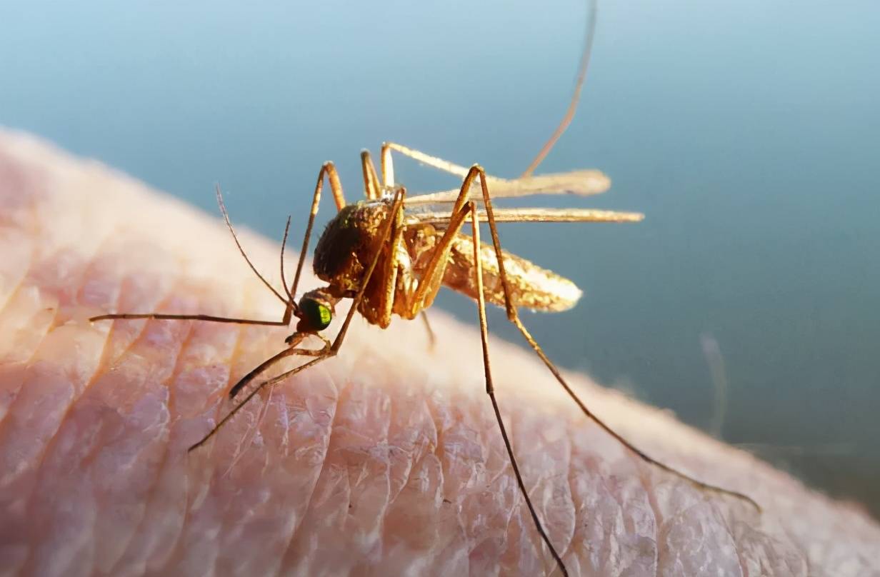 蒙古發掘出史前蚊子化石，科學家發現古代蚊可能雄雌都會吸血！ - XFastest Hong Kong
