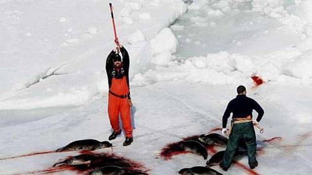 原创北极大海雀比企鹅更像企鹅它们为什么会灭绝