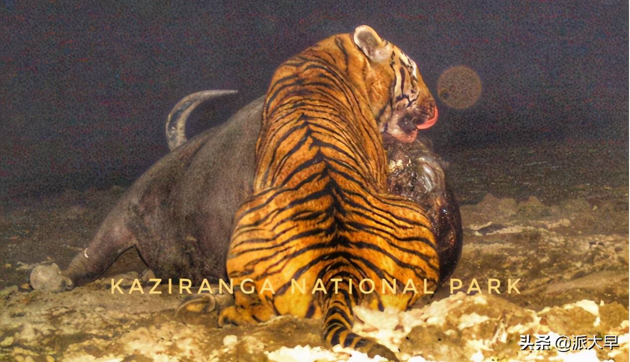 刺虎现代社会中真实的矛猎老虎记录