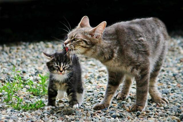 半夜总是不停地喵叫,惹得周围公猫们大打出手_猫咪_行为_叫声