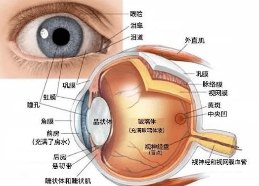 减少近距离用眼是预防近视最有效的方法之一