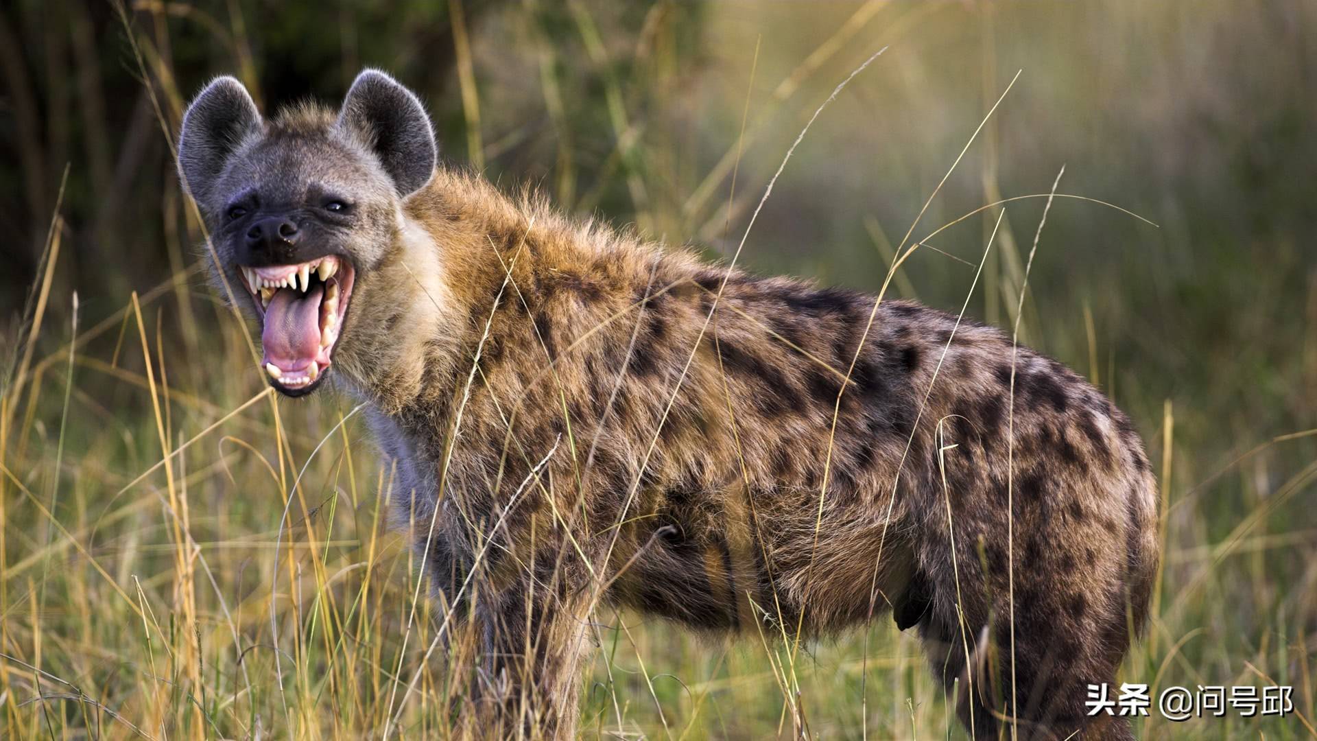 狮子与鬣狗的那些新仇旧恨史:非洲"二当家"是大猫们惹不起的_雌狮