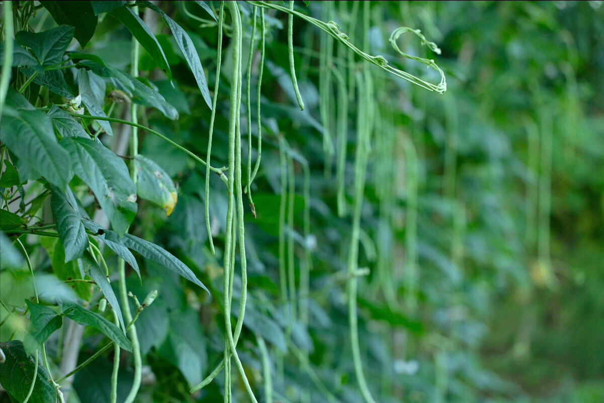 夏天豆角产量高奶奶教我3招晒干保存起来入伏不愁没菜吃