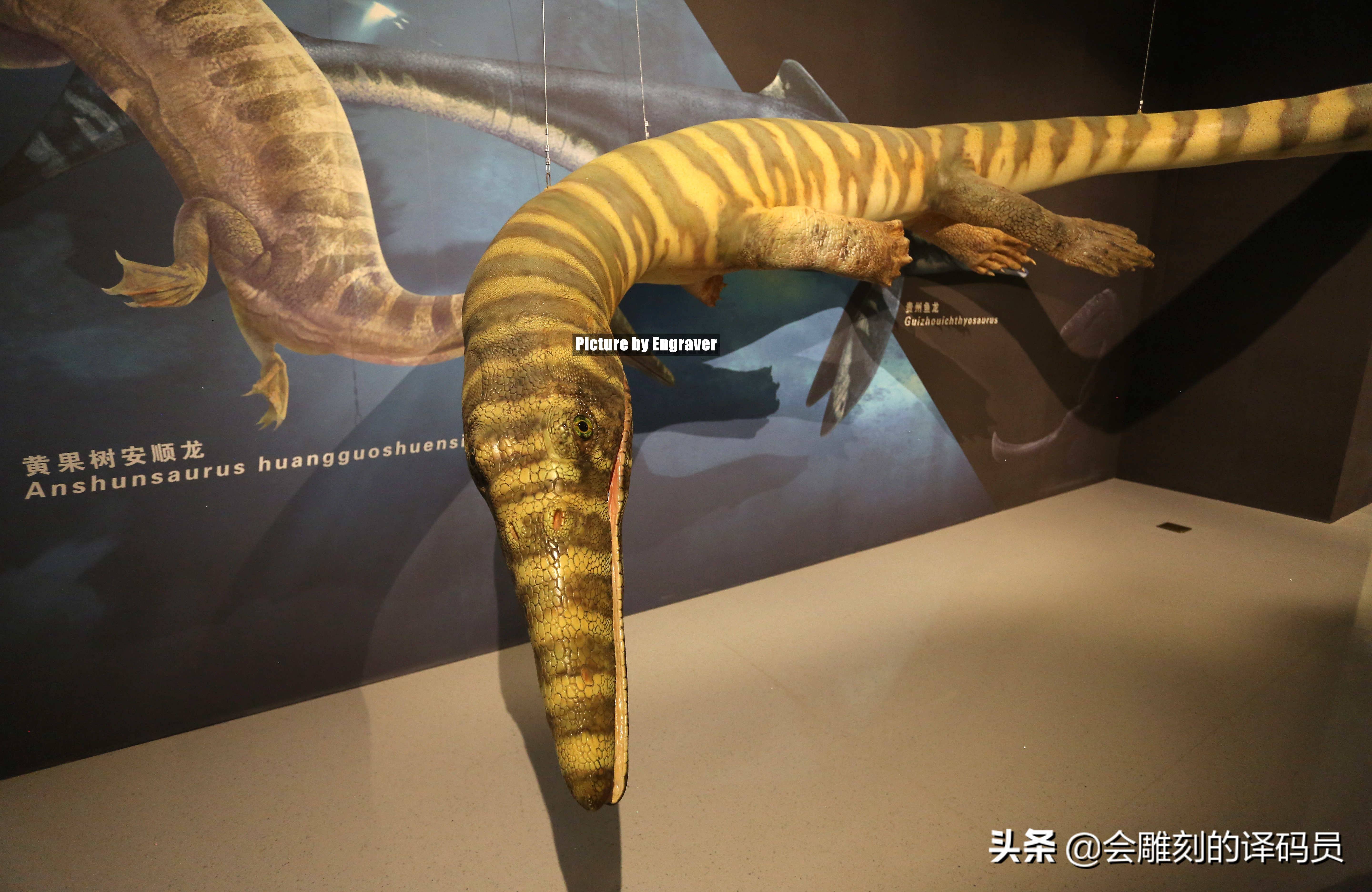 就在我国贵州曾经就是鱼龙的天堂_龙化石_动物_海洋