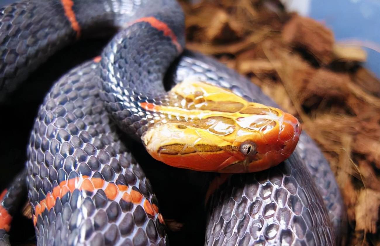 十大冷血动物 毒蛇图片