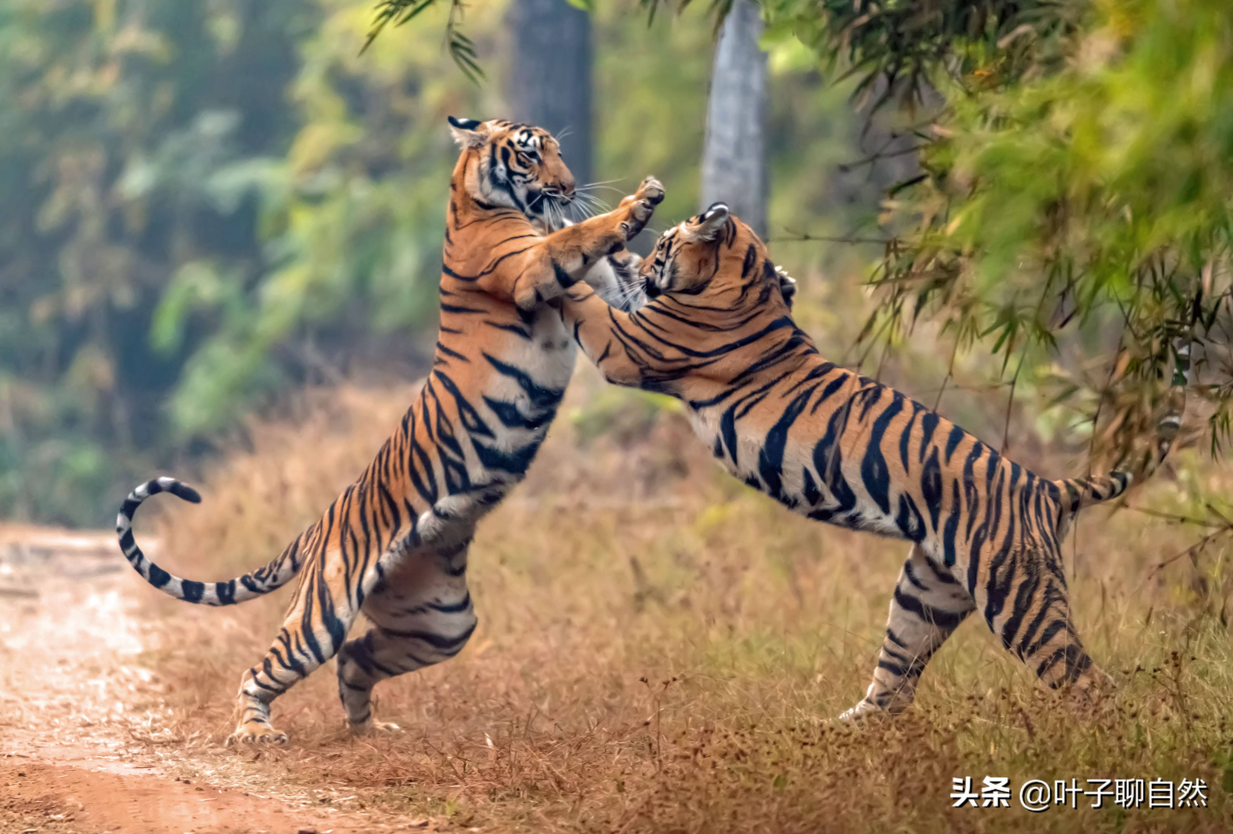两只老虎跑得快图片大全-两只老虎跑得快高清图片下载-觅知网