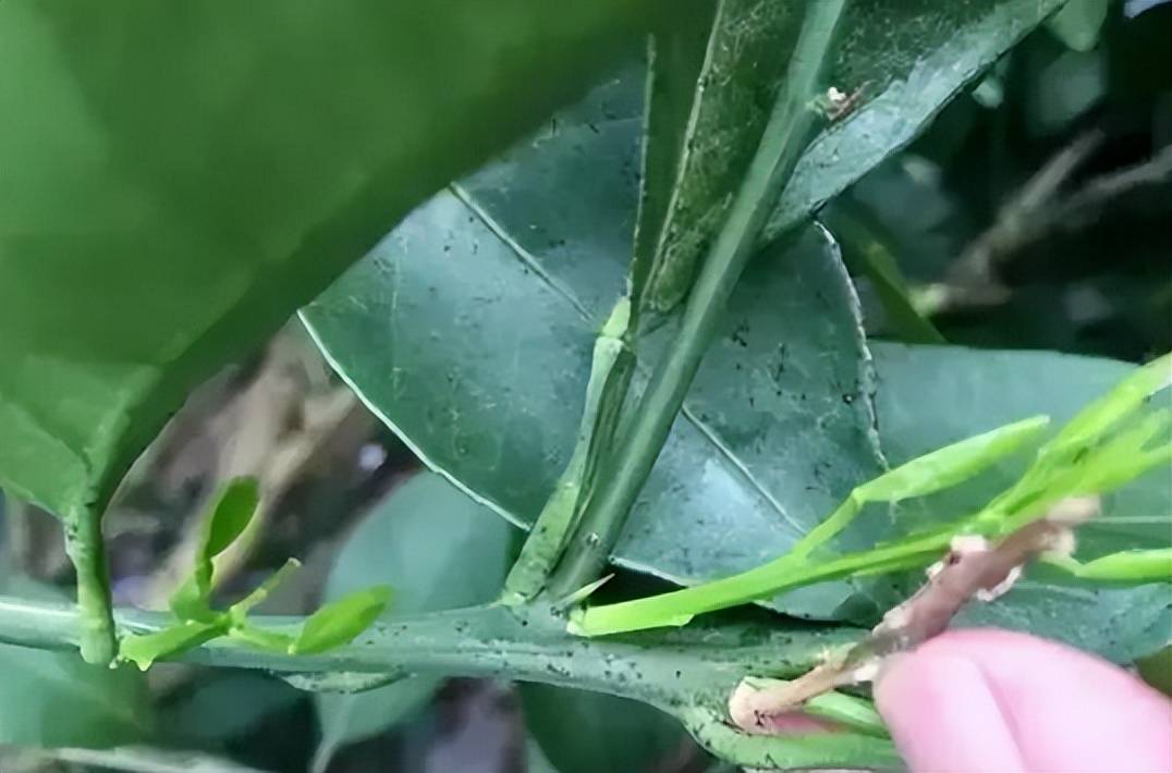 柑橘八大病害之一树脂病症状及其防治攻略全面分析