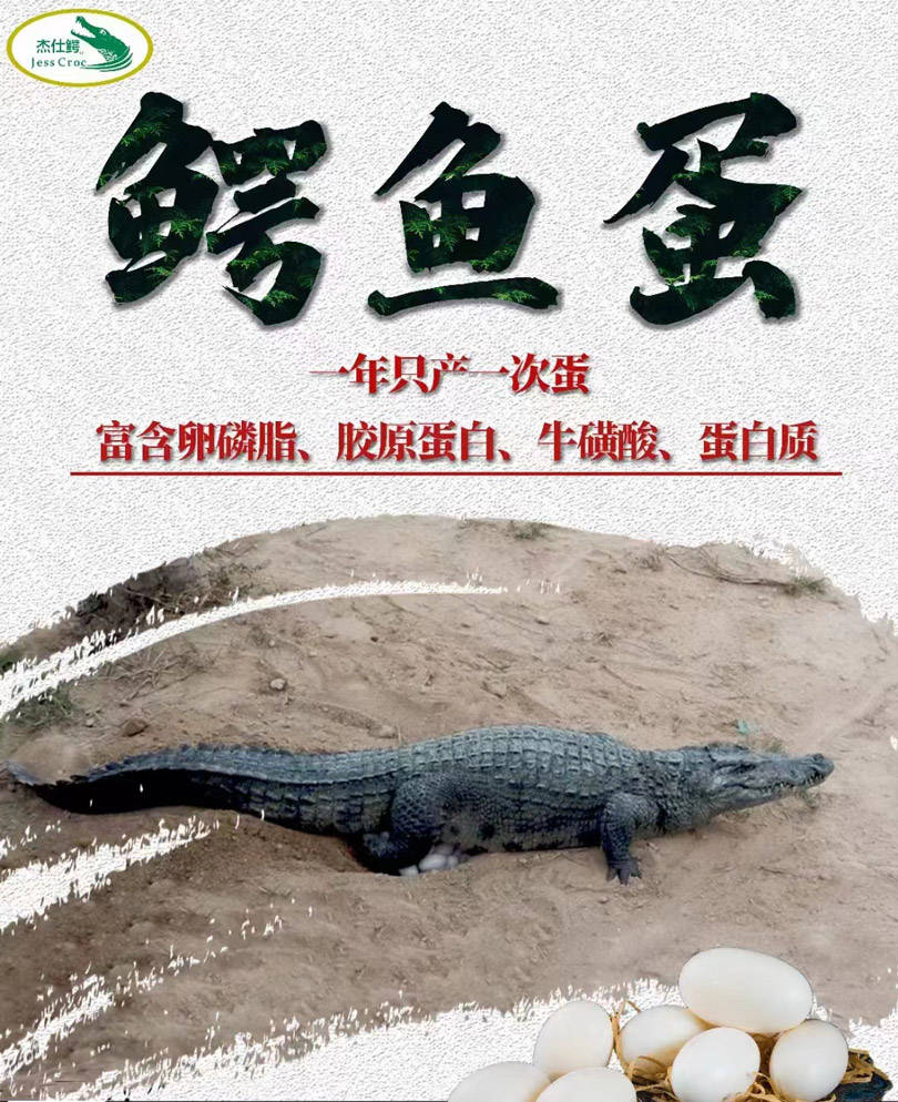 杰仕鳄品牌鳄鱼蛋营养价值堪比"软黄金"_卵磷脂_材料_方法