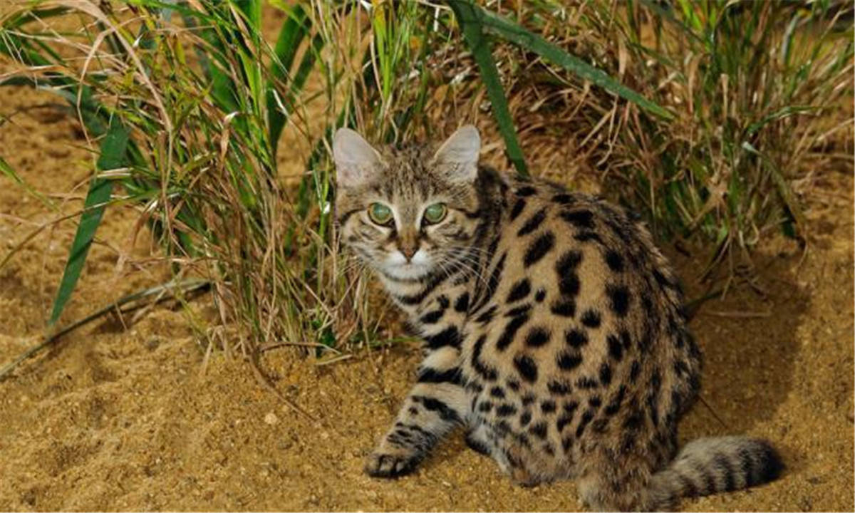 原创非洲最小的猫猫科捕猎效率最高的杀戮机器被全世界禁养