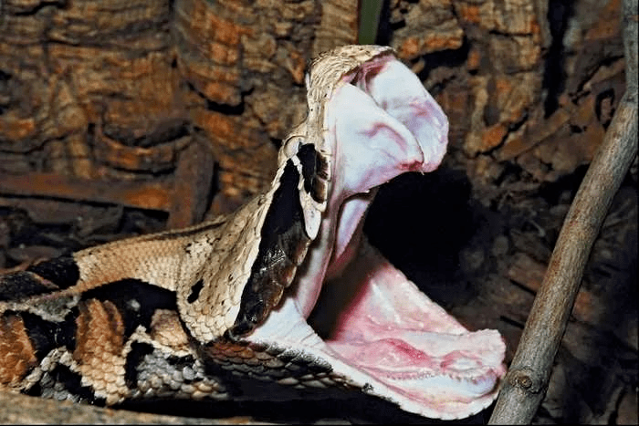 加蓬咝蝰蛇vs眼镜王蛇图片
